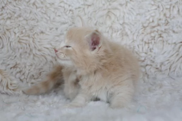 cuccioli di gatti norvegesi delle foreste. | Foto 2