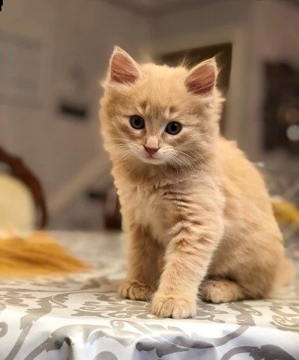 cuccioli di gatti norvegesi delle foreste. | Foto 1