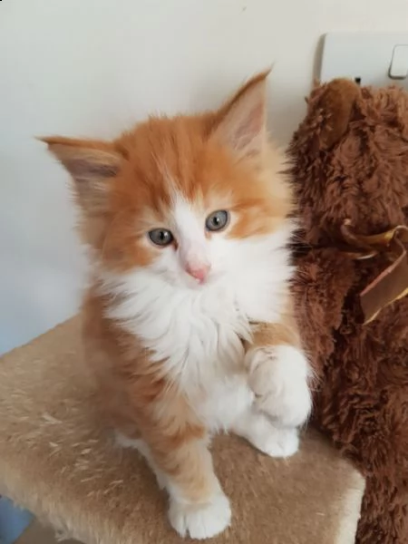 cuccioli di gatti norvegesi delle foreste.