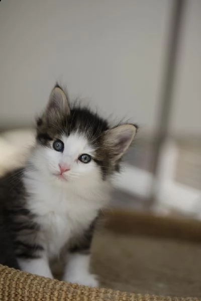 cuccioli di gatti norvegesi delle foreste. | Foto 0