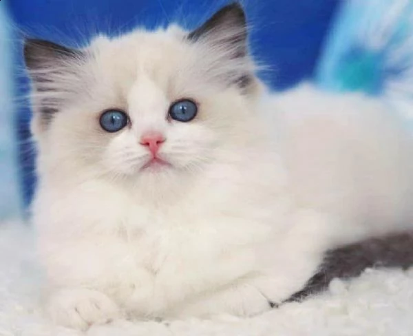 ragdoll cucciolo