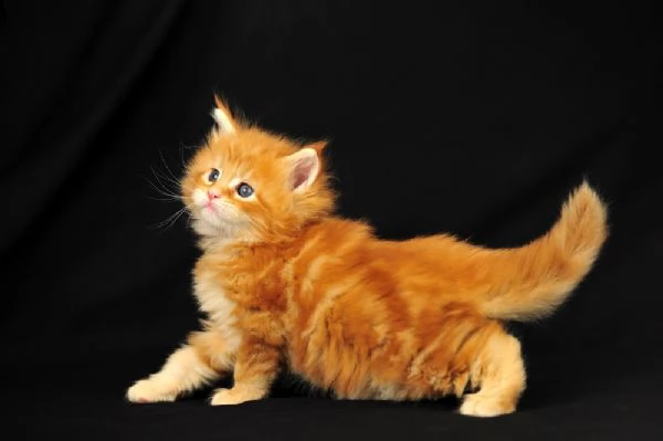 maine coon gattini disponibili | Foto 1