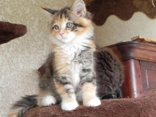 maine coon gattini disponibili