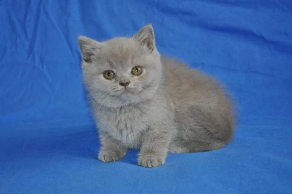 bellissimi cuccioli british shorthair blu | Foto 3