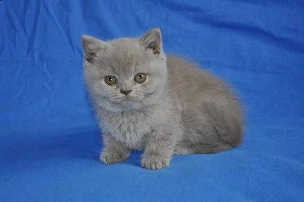 bellissimi cuccioli british shorthair blu | Foto 2