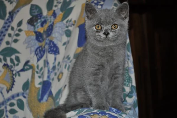 bellissimi cuccioli british shorthair blu | Foto 1