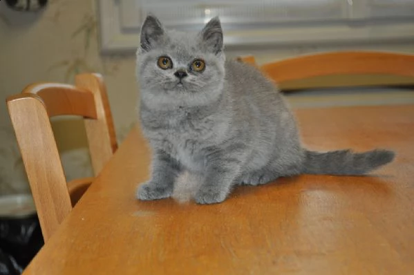 bellissimi cuccioli british shorthair blu | Foto 0