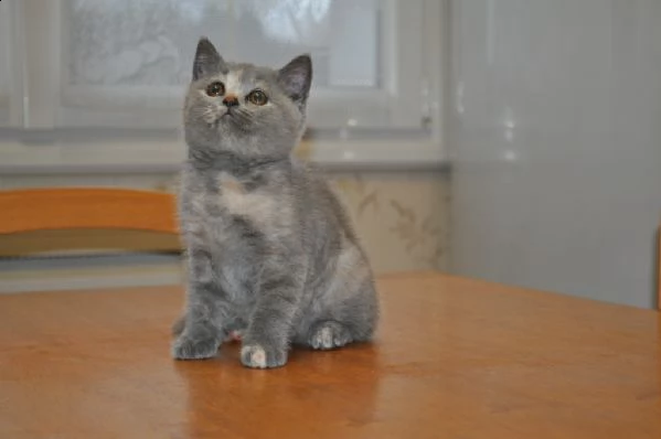 bellissimi cuccioli british shorthair blu