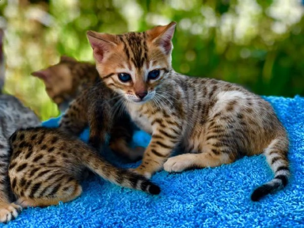 bengala gattini cuccioli genealogia top | Foto 0