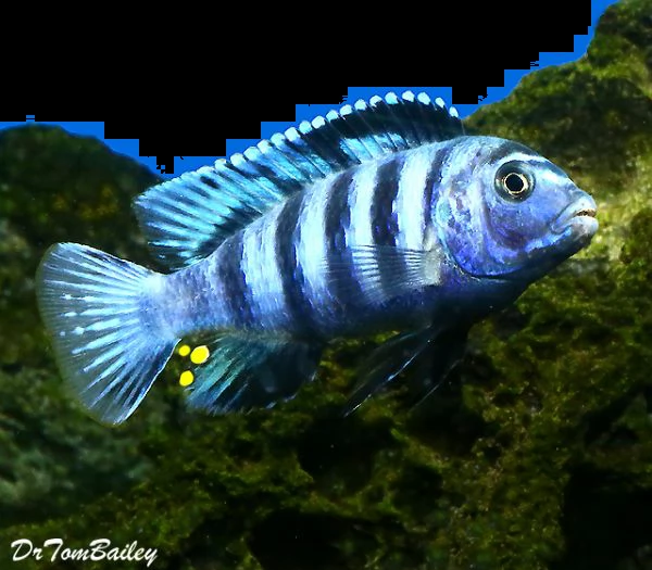 pseudotropheus elongatus mbuna giovani in vendita | Foto 1