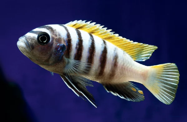 pseudotropheus elongatus mbuna giovani in vendita | Foto 0