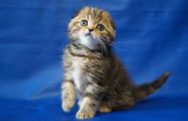 gattini scottish fold | Foto 0