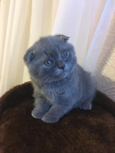 gattini scottish fold