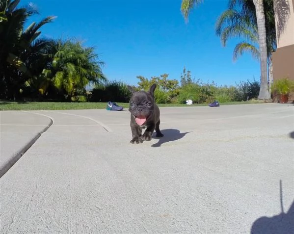 vendita bulldog francese bouledogue blu 