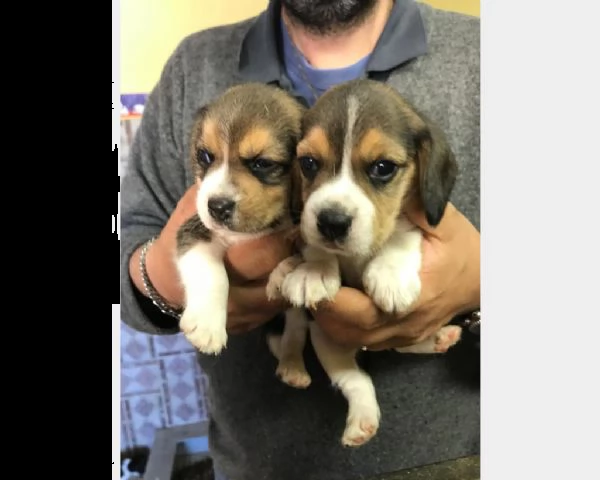 regalo cuccioli di beagle pronti