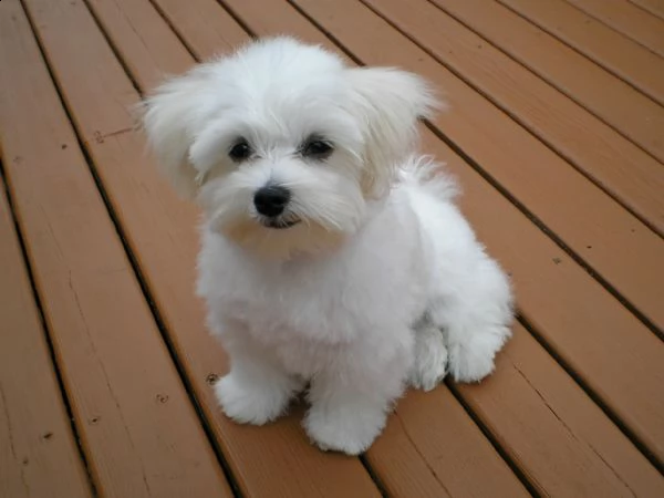 cuccioli di maltese (mini toy)