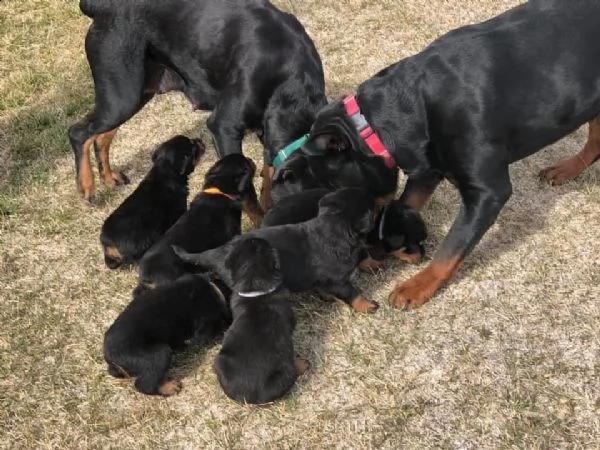 regalo cuccioli di rottweiler maschi e femmine