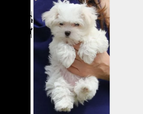 vendita cucciolo cuccioli di maltese toy da privato e italiani  | Foto 1