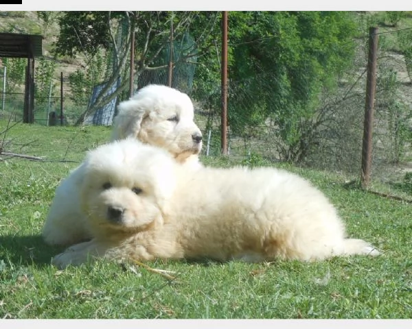 vendita cucciolo cucciolo maschio pastore abruzzese maremmano | Foto 2