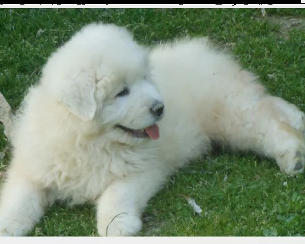 vendita cucciolo cucciolo maschio pastore abruzzese maremmano | Foto 0