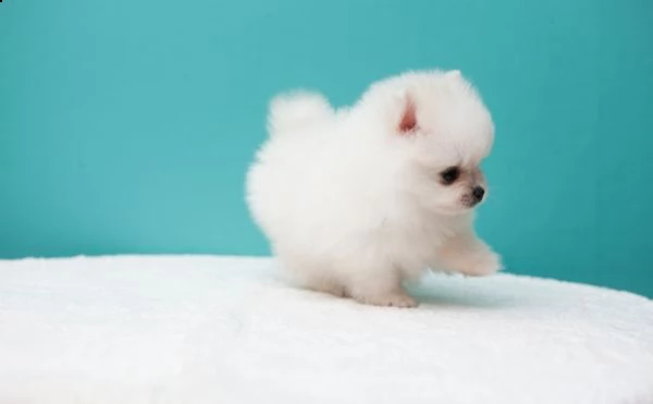  vendita regalo cuccioli di volpino di pomerania