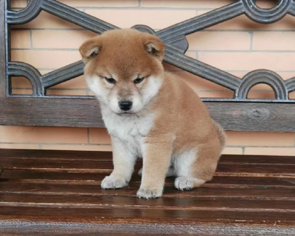 vendita cucciolo cuccioli di shiba inu con pedigree