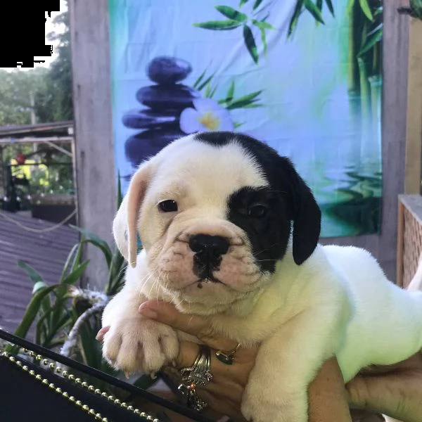 vendita cuccioli di bulldog inglese(2)