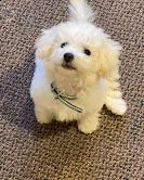 bichon