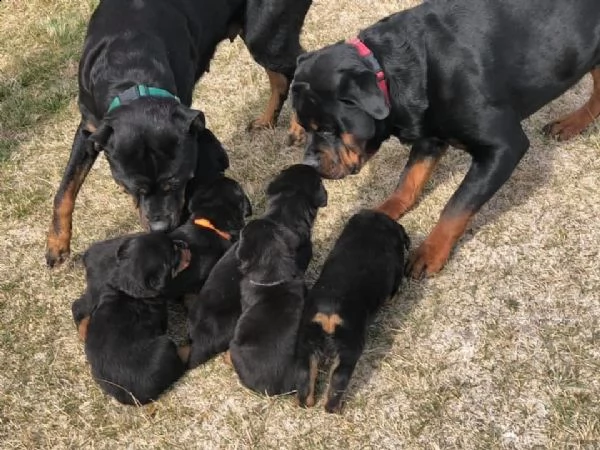 regalo cuccioli rotwailler maschi e femmine