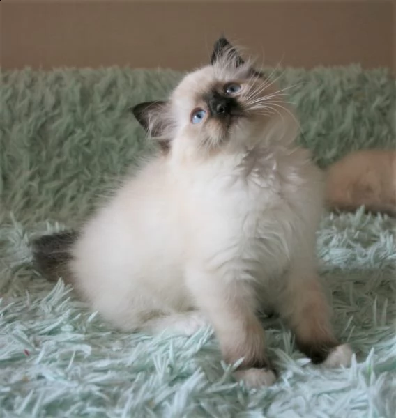 dolcissimi cuccioli ragdoll