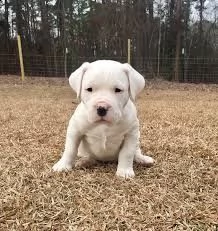  regalo adorabili cuccioli di dogo argentino femminucce e maschietti disponibili per l'adozione grat