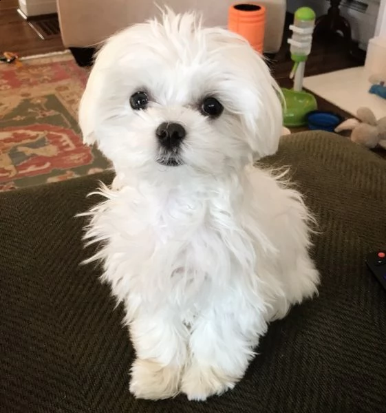 maltese toy cuccioli 