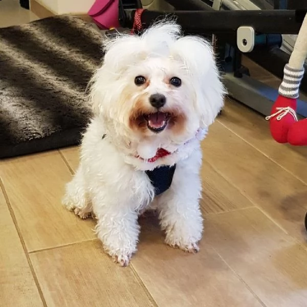 cuccioli di barboncino maltese