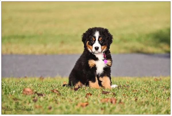 vendita cucciolo cuccioli di bovaro del bernese