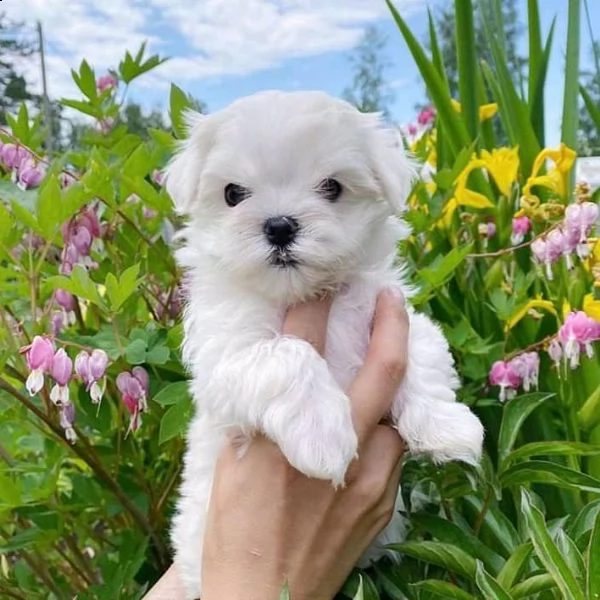 maltese cuccioli