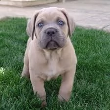 cucciolo di cane corso tenerissimi intrigantissimi e buonissimi di 70 giorni sia maschi che femmina 