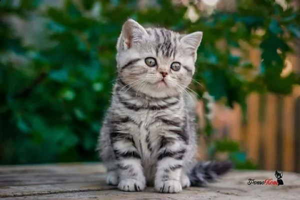 cuccioli british shorthair | Foto 0