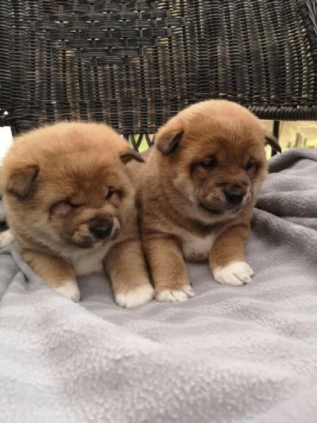 * adorabili cuccioli di razza shiba inu *