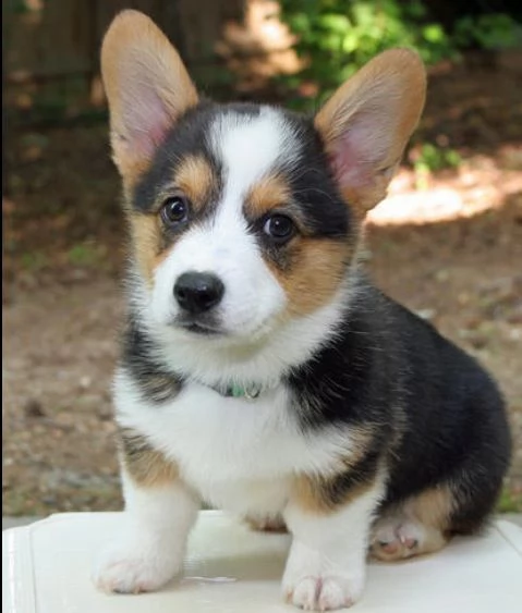 email : ameliajefferson80[at]gmail[.com] adorali cuccioli di cardigan welsh corgi   femminucce e maschiet