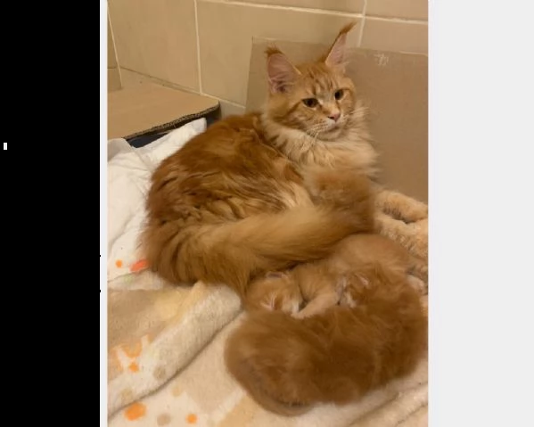 maine coon gattini disponibili