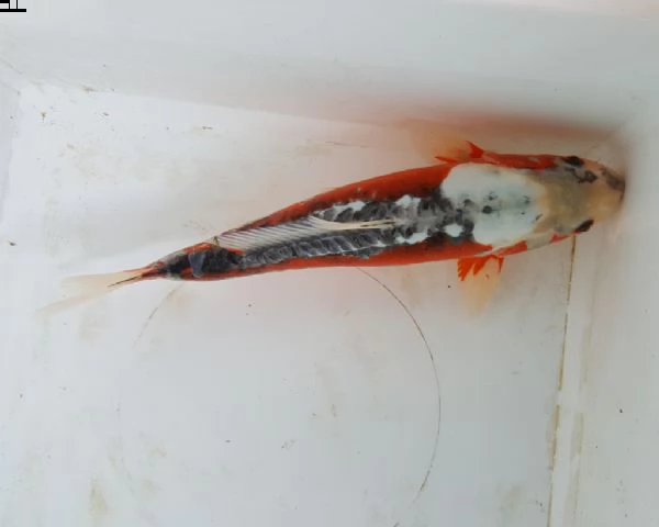 carpe koi