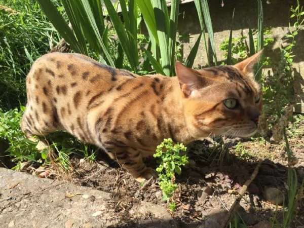 disponibile bengala cucciolo genealogia