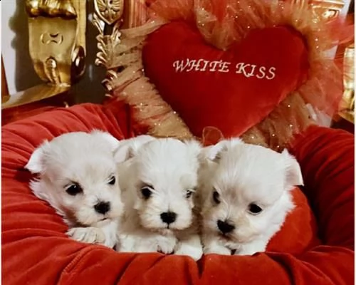 cuccioli 'white kiss' pronti per marzo-aprile