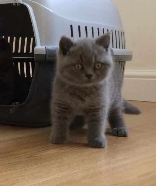 gattini british shorthair | Foto 0