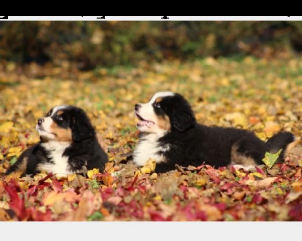 vendita cuccioli di razza pastore bovaro del bernese