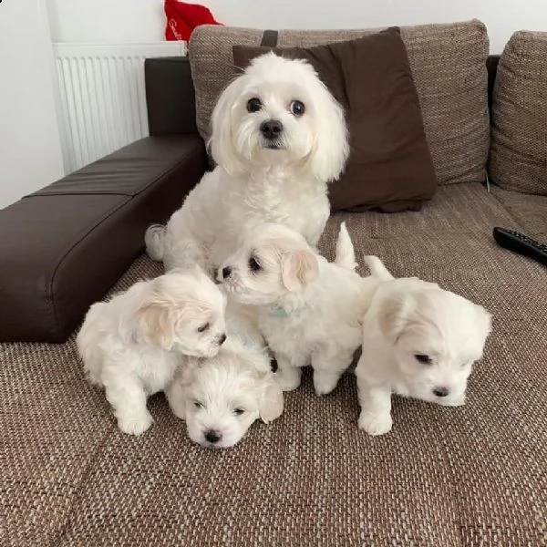 cucciolata maltese