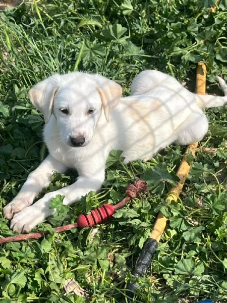 Cuccioli 2 mesi mix  Labrador  | Foto 5