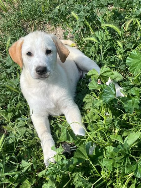 Cuccioli 2 mesi mix  Labrador  | Foto 4