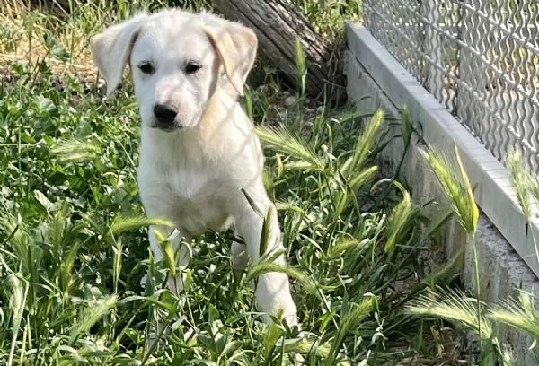 Cuccioli 2 mesi mix  Labrador 