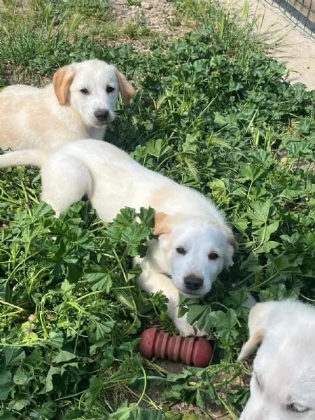 Cuccioli 2 mesi mix  Labrador  | Foto 1